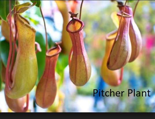 pitcher plant