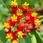 Blood-flower