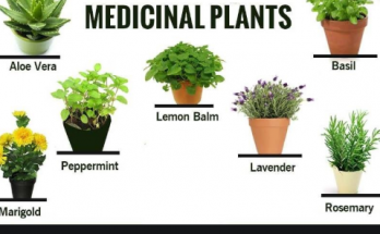 medicinal plants