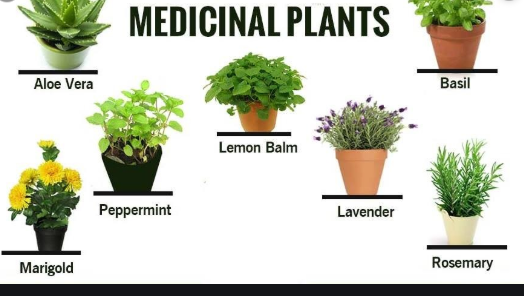 medicinal plants