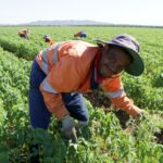 Farm Jobs With Free Visa Sponsorship In Australia