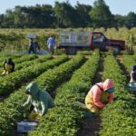 Farm Jobs With Free Visa Sponsorship In Canada 2022