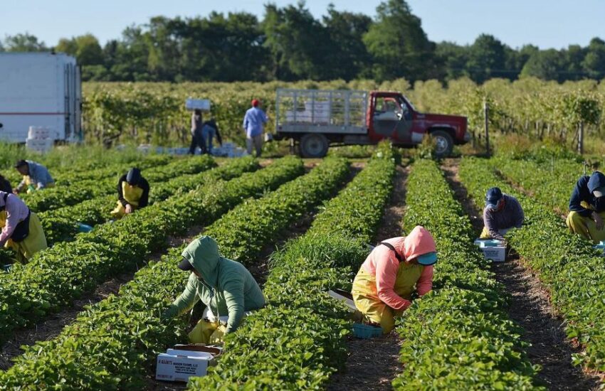 Farm Jobs With Free Visa Sponsorship In Canada 2022