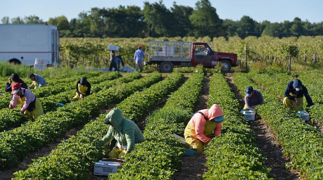 Farm Jobs With Free Visa Sponsorship In Canada 2022