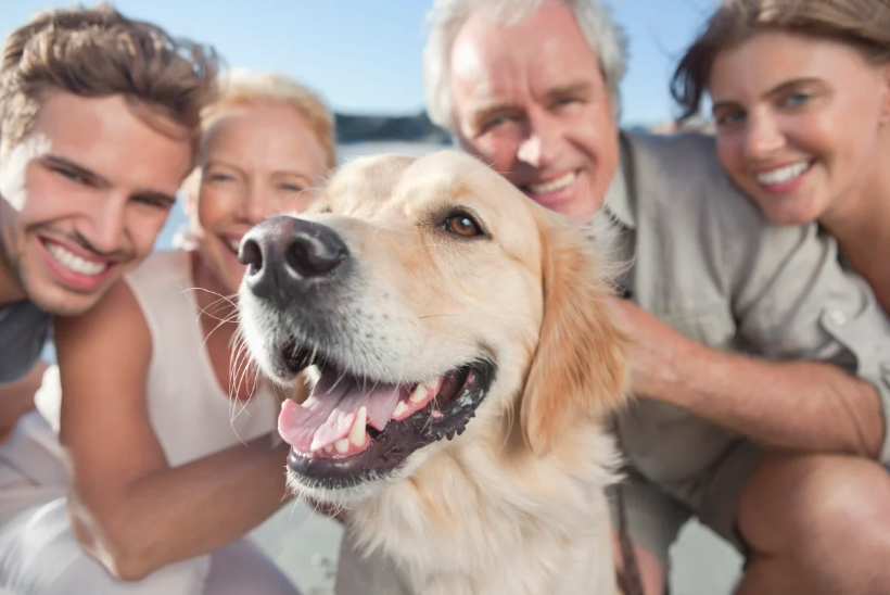 How to Choose The Right Pet Insurance