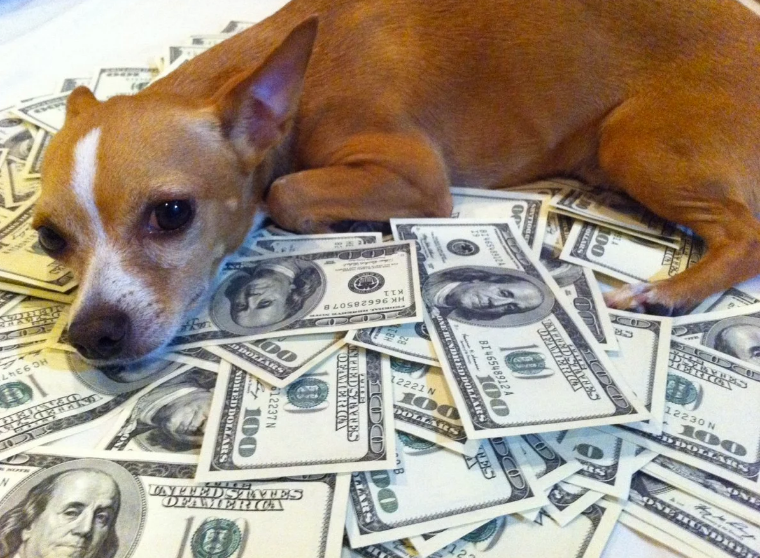 Why Is Pet Insurance So Expensive