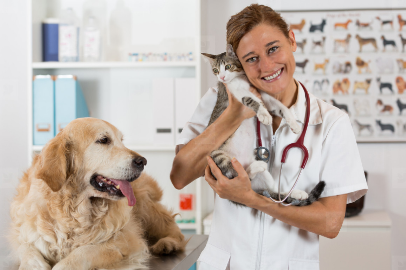 Does Every Vet Take Pet Insurance?